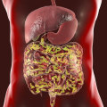 Understanding the Different Types of Bacteria in the Gut Microbiome