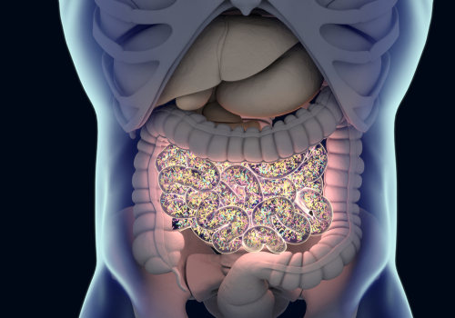 Understanding the Role of Gut Bacteria in Digestion